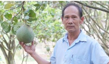 KỸ THUẬT CHỌN TRÁI BƯỞI TRONG GIAI ĐOẠN KINH DOANH