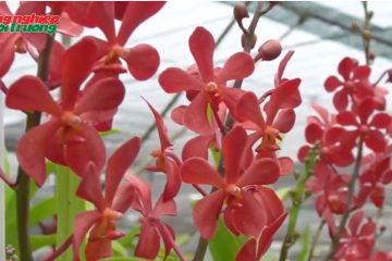 BIẾN CÂY LAN TRỞ THÀNH ‘CÂY THOÁT NGHÈO’ VÀ  LÀM GIÀU THIẾT THỰC