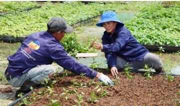 KỸ THUẬT TRỒNG RAU HỮU CƠ TRÊN GIÁ THỂ