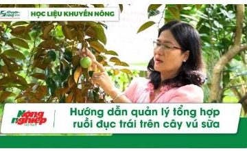 Hướng dẫn quản lý tổng hợp ruồi đục trái trên cây vú sữa