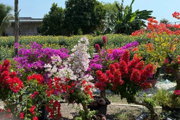 Sản xuất hoa phục vụ Tết Nguyên Đán tại Thành phố Hồ Chí Minh