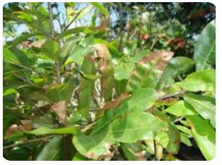 Tình hình sinh vật gây hại cây trồng từ ngày 08/4/2026 – 14/4/2026   