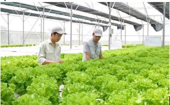 TP.HCM hướng tới phát triển các mô hình nông nghiệp công nghệ cao, thích ứng biến đổi khí hậu