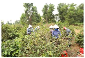 Năm 2026, TPHCM đặt mục tiêu đào tạo 1.680 lao động nông thôn, gắn học nghề với việc làm và phát triển nông nghiệp hiện đại