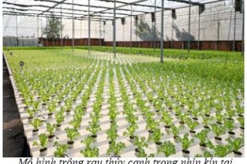 Ngành Nông nghiệp và Môi trường TP.HCM triển khai thực hiện Chương trình phát triển giống cây, con và nông nghiệp công nghệ cao năm 2026