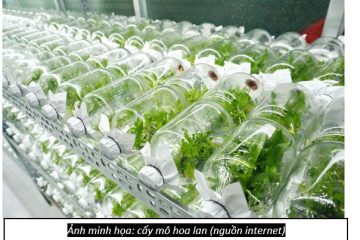 Hồ Chí Minh: triển khai Chương trình phát triển giống cây, con và nông nghiệp công nghệ cao năm 2026