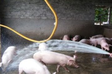 Ngành Nông nghiệp Thành phố chủ động triển khai tuyên truyền, phổ biến, hướng dẫn cho người dân áp dụng các biện pháp phòng, chống nắng, nóng cho đàn vật nuôi