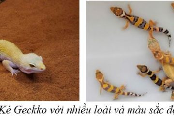 Tắc Kè hoa (Gekko Gecko) – loài vật nuôi góp phần phát triển phong trào thú cưng và sinh vật cảnh trên địa bàn Thành phố