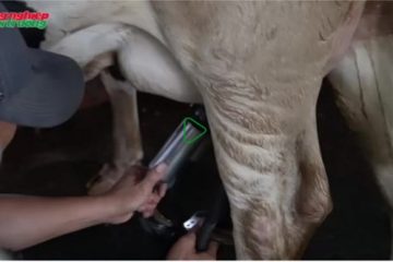 Hướng dẫn vắt sữa bò sạch, không nhiễm khuẩn