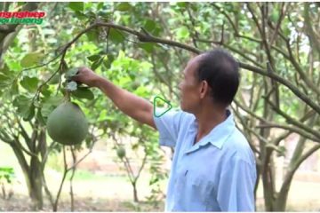 Kỹ thuật chọn trái bưởi trong giai đoạn kinh doanh