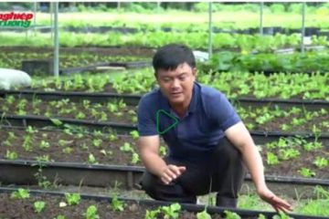 Kỹ thuật trồng rau hữu cơ trên giá thể