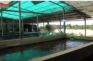 Kỹ thuật chăm sóc cá Koi trong hồ xi măng