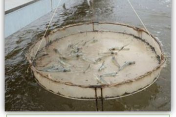 Triển khai Thông tư số 27/2026/TT-BNNMT ngày 30/6/2026 về ban hành Danh mục sản phẩm, hàng hóa có mức độ rủi ro trung bình, mức độ rủi ro cao thuộc trách nhiệm quản lý của Bộ Nông nghiệp và Môi trường   