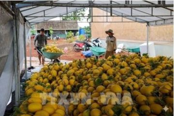 Nâng tầm kinh tế tập thể TP. Hồ Chí Minh