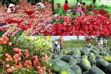 Mời Doanh nghiệp tham gia “Hội nghị kết nối xúc tiến xuất khẩu nông, lâm, thủy sản năm 2026” tại tỉnh Lào Cai
