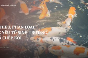 E-Learning:  Cá chép Koi thương phẩm