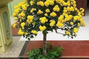 CÚC DƯỢC LIỆU