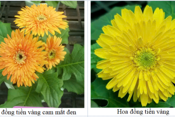 GIỚI THIỆU GIỐNG HOA ĐỒNG TIỀN LÙN CẤY MÔ