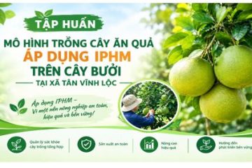 Tập huấn mô hình trồng cây ăn quả áp dụng IPHM trên cây bưởi tại xã Tân Vĩnh Lộc